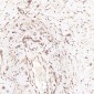 Anti-BNIP3 Rabbit Monoclonal Antibody